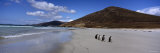 Four Gentoo Penguins Standing on the Beach  Falkland Islands