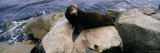 Sea Lion Lying on a Rock at the Coast  Fisherman's Wharf  Monterey  California  USA