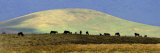 Herd of Wildebeest in a Field  Ngorongoro Conservation Area  Arusha Region  Tanzania