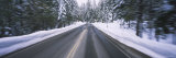 Trees with Snow on Both Sides of a Road  Yosemite National Park  California  USA