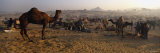 Camels in a Fair  Pushkar Camel Fair  Pushkar  Rajasthan  India