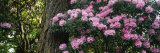 Rhododendron Flowers on a Plant  Oregon  USA