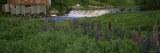 Lupine Flowers in a Field  Petite River  Nova Scotia  Canada