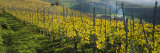 Vineyards  Peidmont  Italy