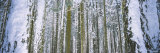 Snow Covered Tree Trunks in a Forest  Yosemite National Park  California  USA