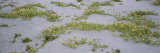 Plants on the Beach  Gulf of Mexico  Venice  Sarasota County  Florida  USA