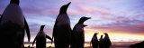 Silhouette of a Group of Gentoo Penguins  Falkland Islands