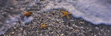 Three Starfish on the Beach  Gulf of Mexico  Florida  USA