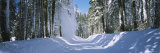 Trees on Both Sides of a Snow Covered Road  Crane Flat  Yosemite National Park  California  USA