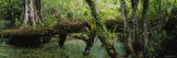 Trees in the Forest  Corkscrew Swamp Sanctuary  Naples  Florida  USA