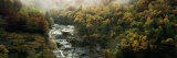 Trees in a Forest  Simplon Pass  Switzerland