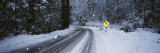 Arrow Sign at the Roadside in a Forest  Yosemite National Park  California  USA