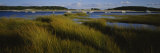 Tall Grass on the Beach  Littleneck Beach  Ipswich  Cape Ann  Massachusetts  USA