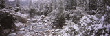 Snow Covered Trees along a River  Merced River  Yosemite National Park  California  USA