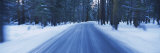 Road Passing through a Forest  Yosemite National Park  California  USA