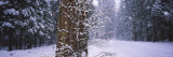 Snow Falling on the Road  Yosemite National Park  California  USA