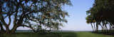 Trees in a State Park  Myakka River State Park  Sarasota  Florida  USA