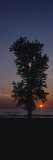 Silhouette of a Cotton Wood Tree at Sunrise  Lake Erie  Michigan  USA