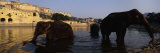 Three Elephants in the River  Amber Fort  Jaipur  Rajasthan  India