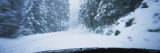 Trees along a Snow Covered Road  Yosemite National Park  California  USA
