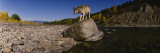 Gray Wolf  North Fork Flathead River  Glacier National Park  Montana  USA