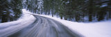 Road Passing through a Forest  Yosemite National Park  California  USA