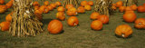Corn Plants with Pumpkins in a Field  South Dakota  USA