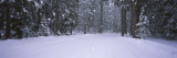 Snow Falling on the Road  Yosemite National Park  California  USA