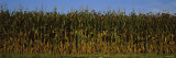 Corn Crop in a Field  Wisconsin  USA