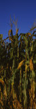 Corn Crop  Wisconsin  USA