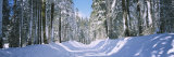 Snow Covered Road  Crane Flat  Yosemite National Park  California  USA