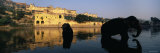Silhouette of Two Elephants in a River  Amber Fort  Jaipur  Rajasthan  India
