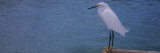 Snowy Egret  Gulf of Mexico  Florida  USA