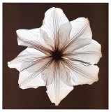 Clematis