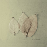 Trio of Skelton Leaves