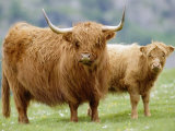 Highland Cow and Calf  Strathspey  Scotland  UK