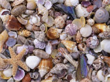 Mixed Sea Shells on Beach  Sarasata  Florida  USA