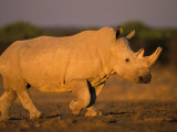 White Rhinoceros Walking  Etosha National Park  Namibia