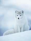 Arctic Fox Male Portrait  Norway