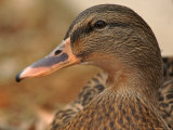 Female Mallard Head Close-Up  USA