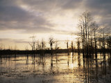 Swamp Cypress Trees (Taxodium Distichum) in Wetlands at Sunset  Florida  USA