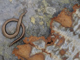 Female Slow Worm Near Rusting Iron  Scotland