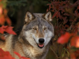 Grey Wolf Portrait  Minnesota  USA