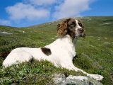 Springer Spaniel  Scotland  UK