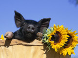 Piglet (Mixed Breed) in Barrel with Sunflower
