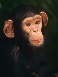 Baby Chimpanzee Portrait  from Central Africa