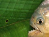 Piranha  Pantanal  Brazil