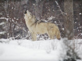 Portrait of Grey Wolf Howling in the Snow