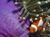 False Clown Anemonefish in Anemone Tentacles  Indo Pacific