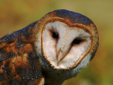 Barn Owl Portrait